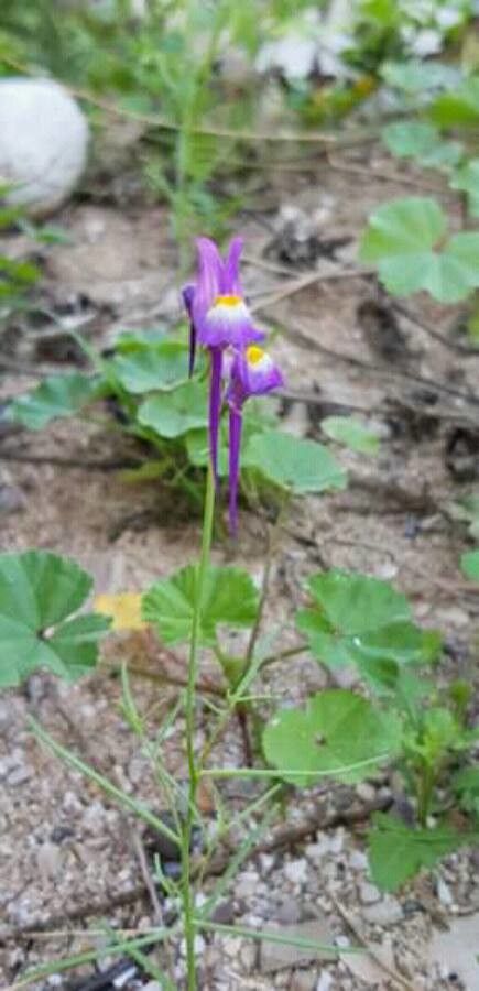 Linaria haelava — search result for 'Linaria'