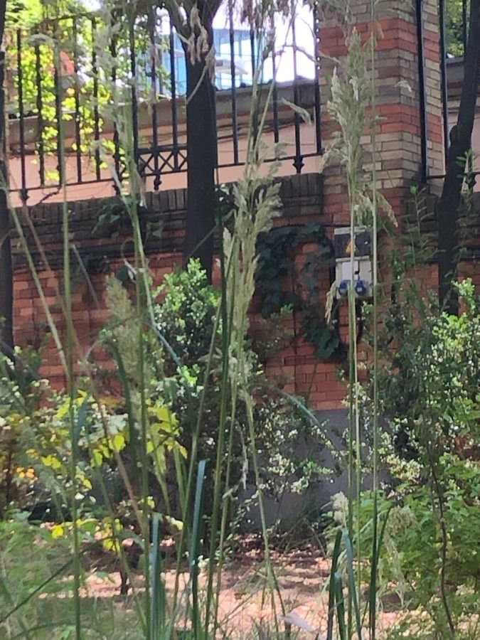 Ampelodesmos mauritanicus fruit