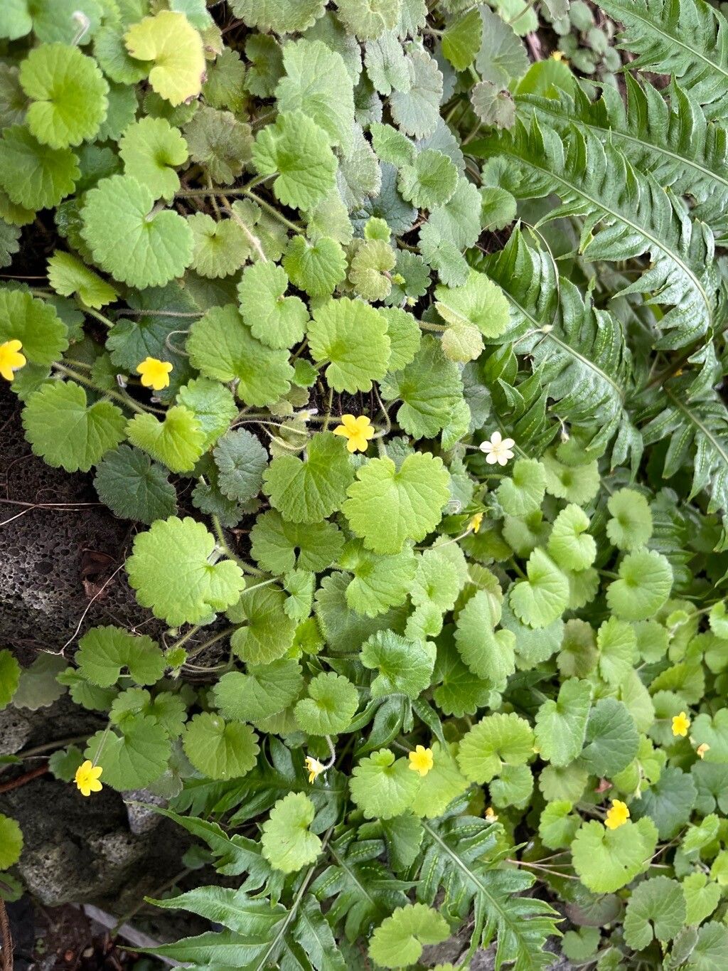 Sibthorpia peregrina habit