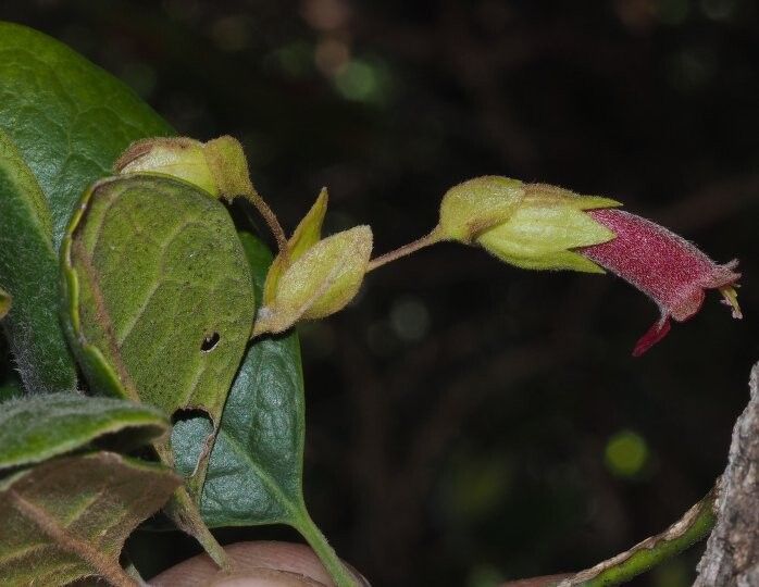 Vitex bracteata — houseplant care guide