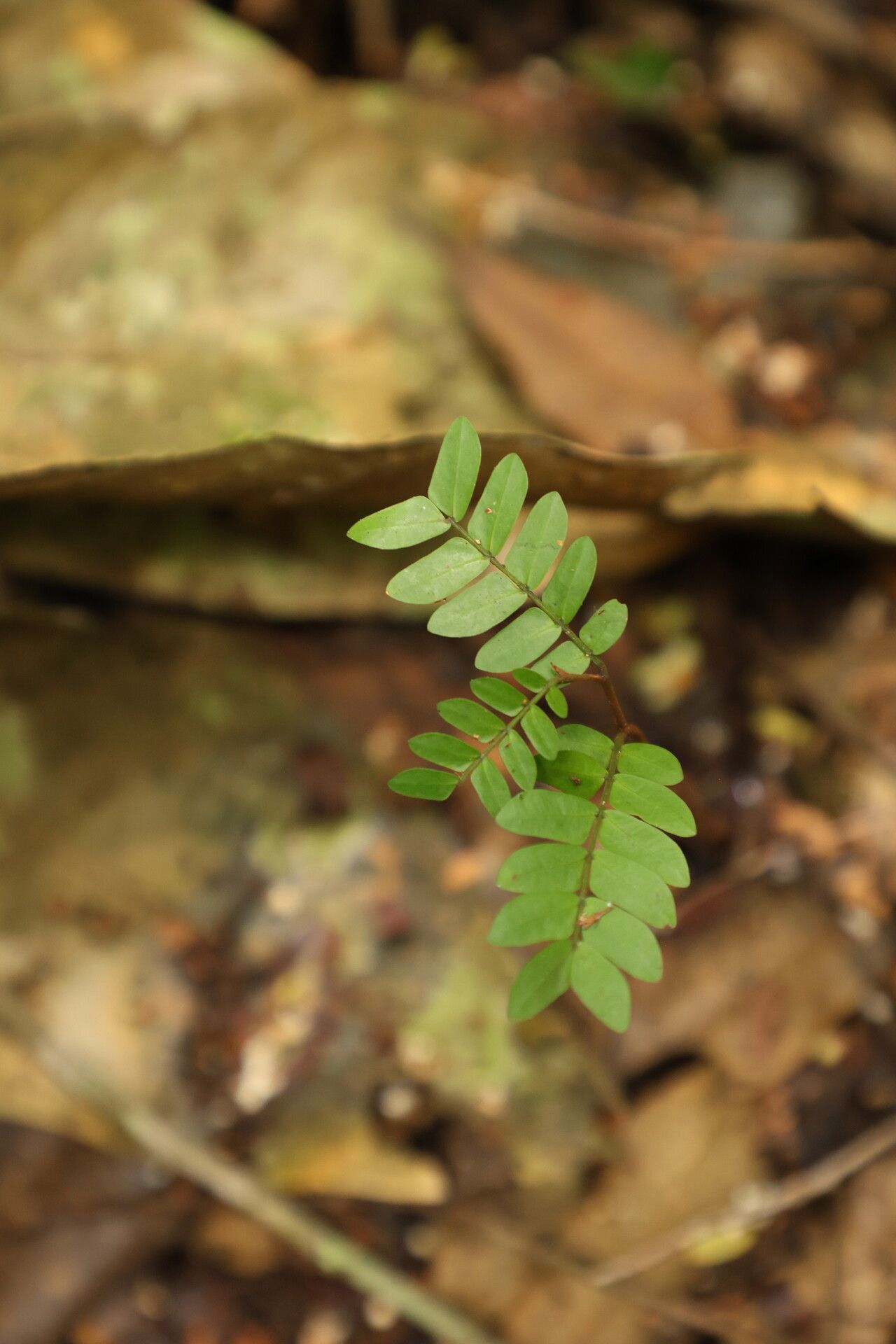 Cynometra hankei leaf