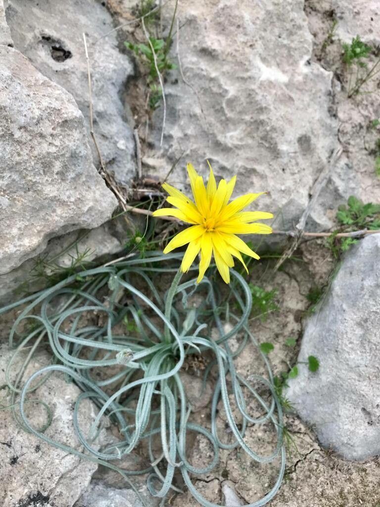 Scorzonera reverchonii flower