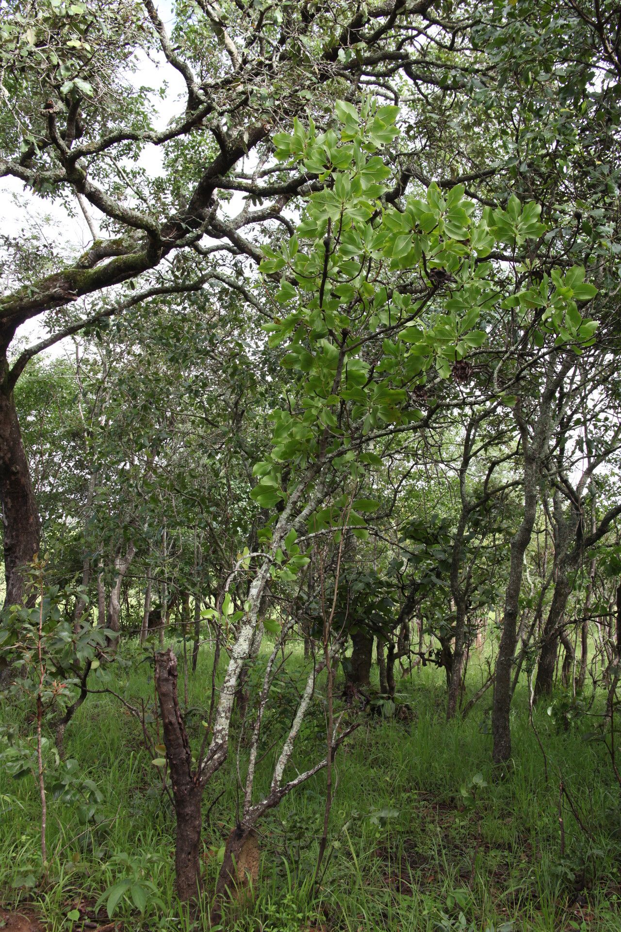 Protea angolensis habit