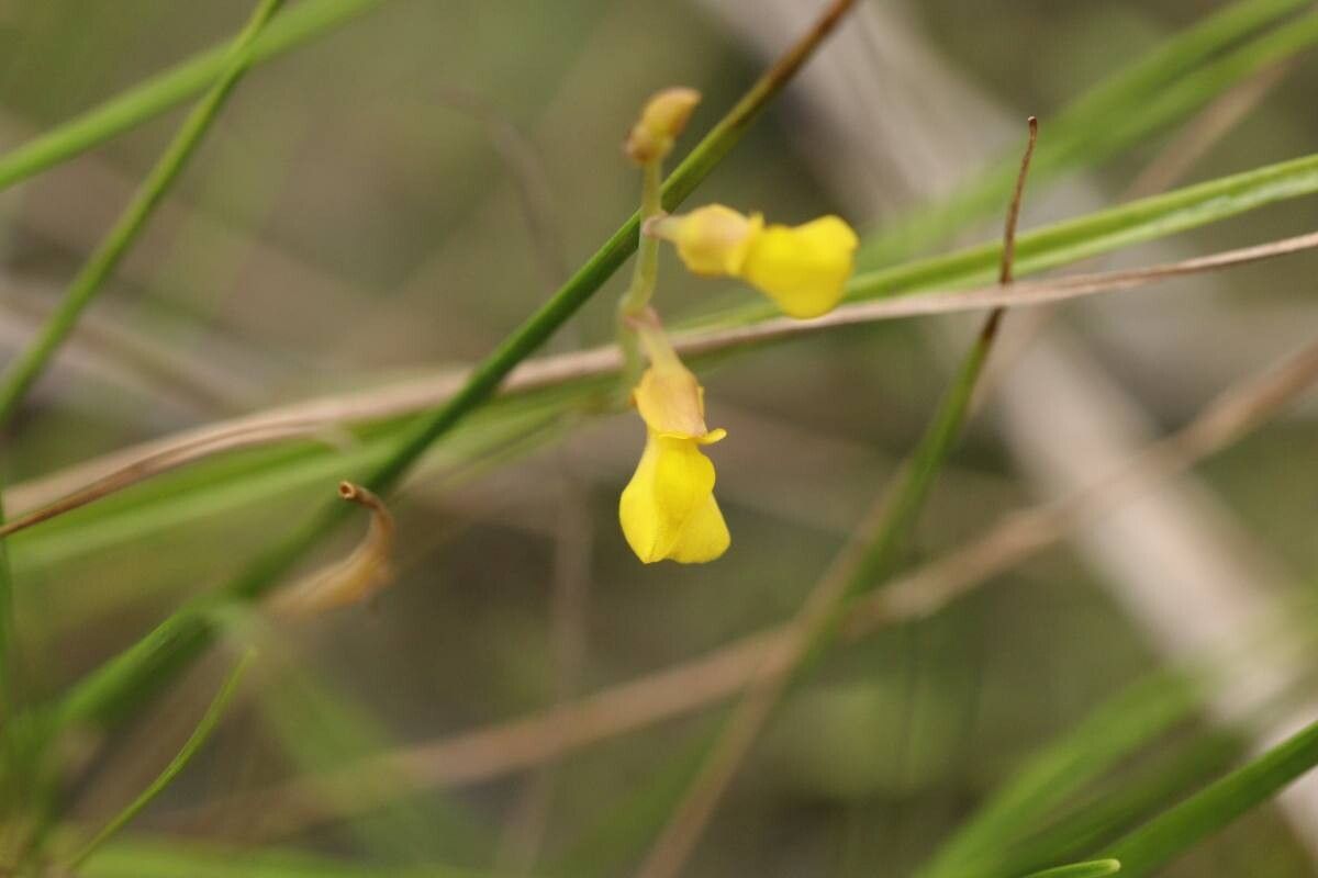 Utricularia bifida — search result for 'Utricularia'