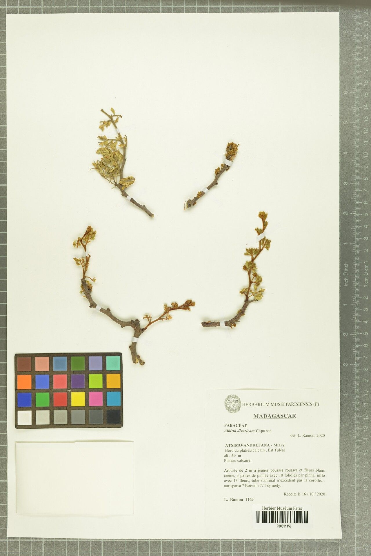 Albizia divaricata — houseplant care guide