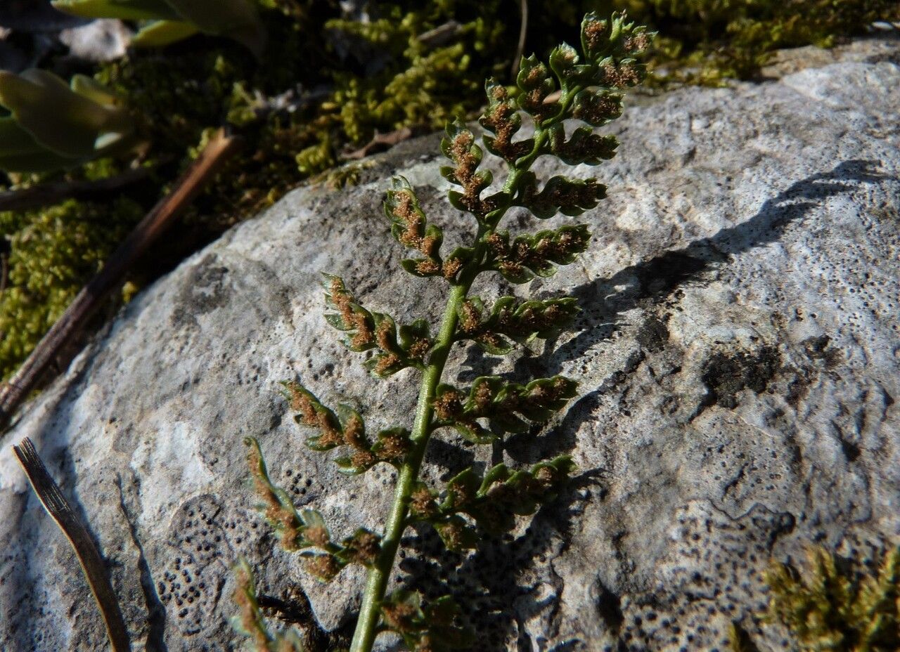 Asplenium fontanum fruit