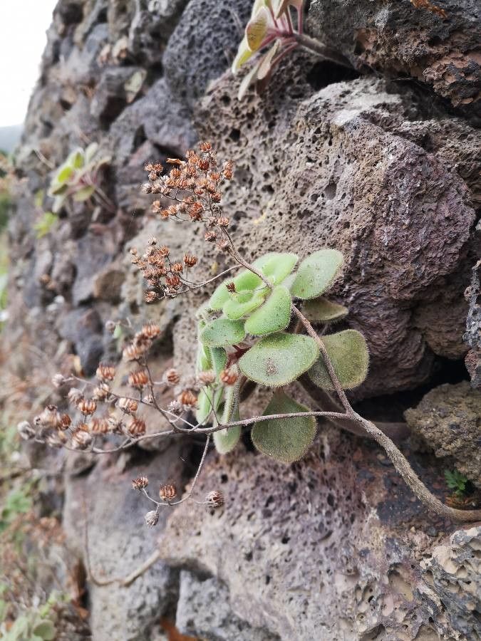 Aichryson laxum fruit