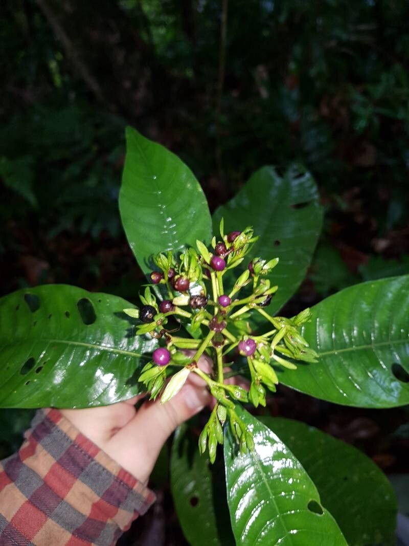 Palicourea violacea fruit