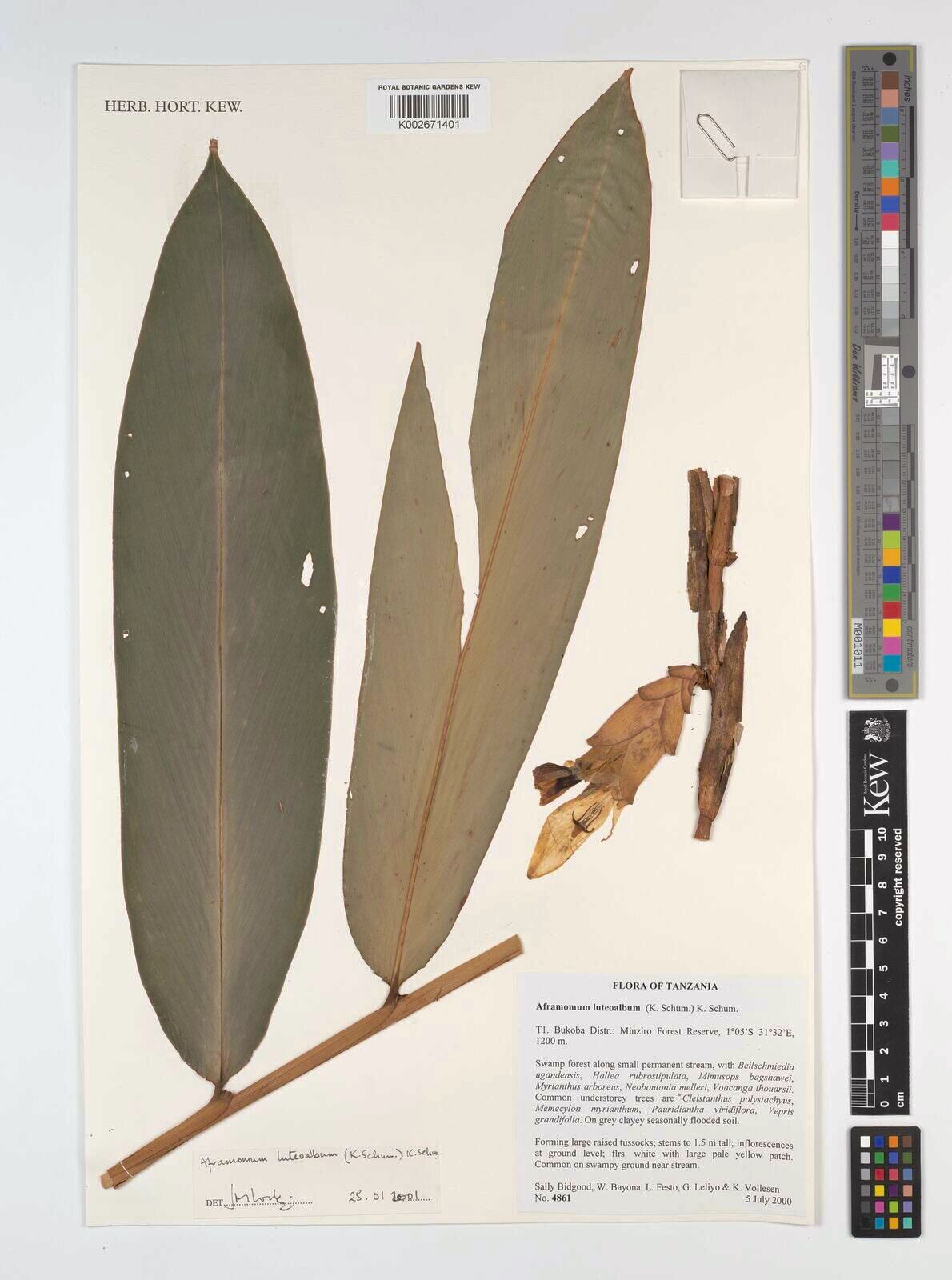 Aframomum luteoalbum — houseplant care guide