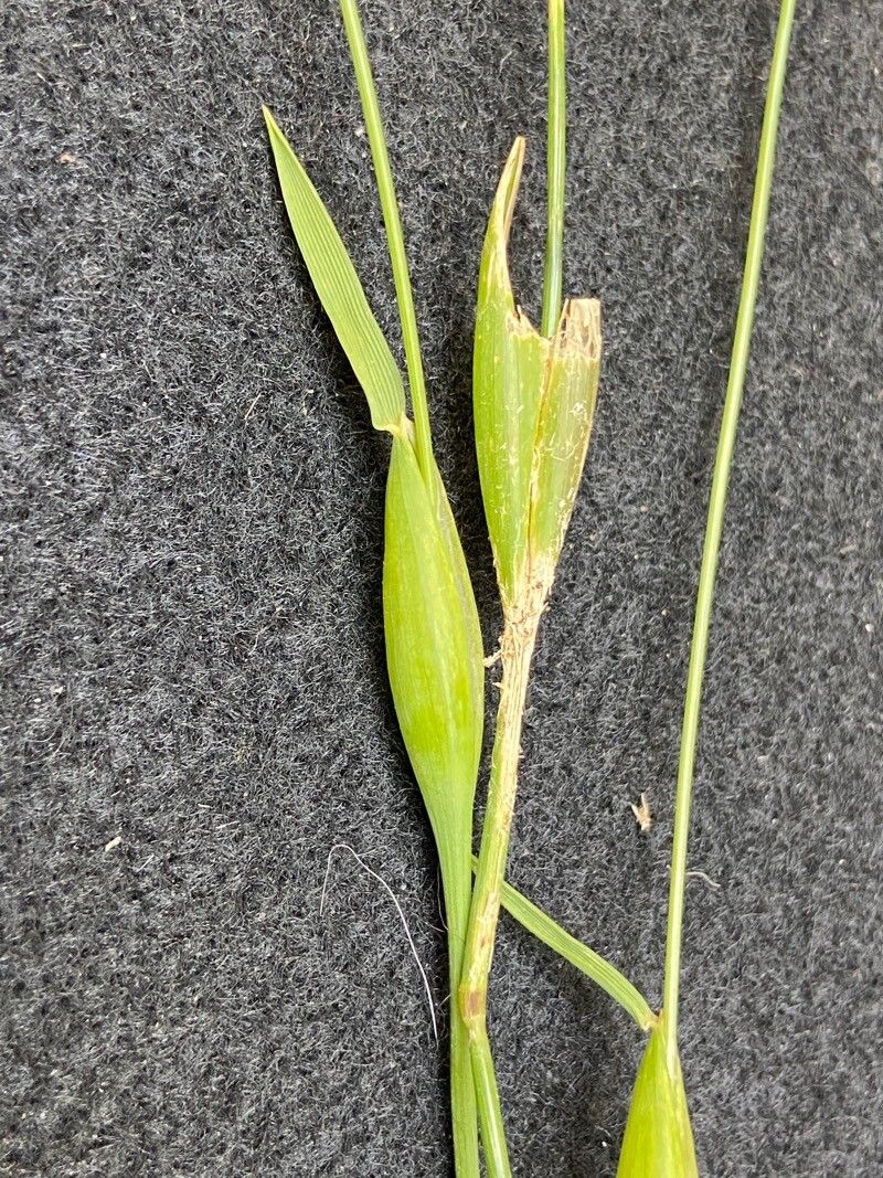 Alopecurus rendlei — search result for 'Alopecurus'