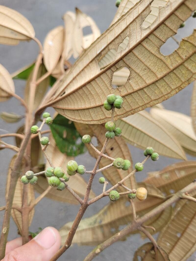 Miconia stevensiana leaf