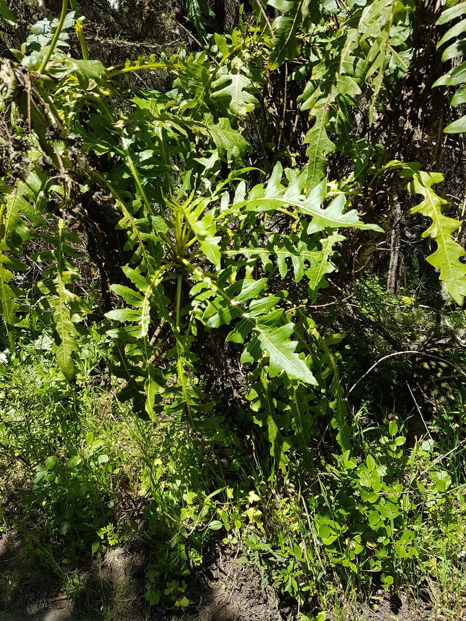 Sonchus ortunoi leaf