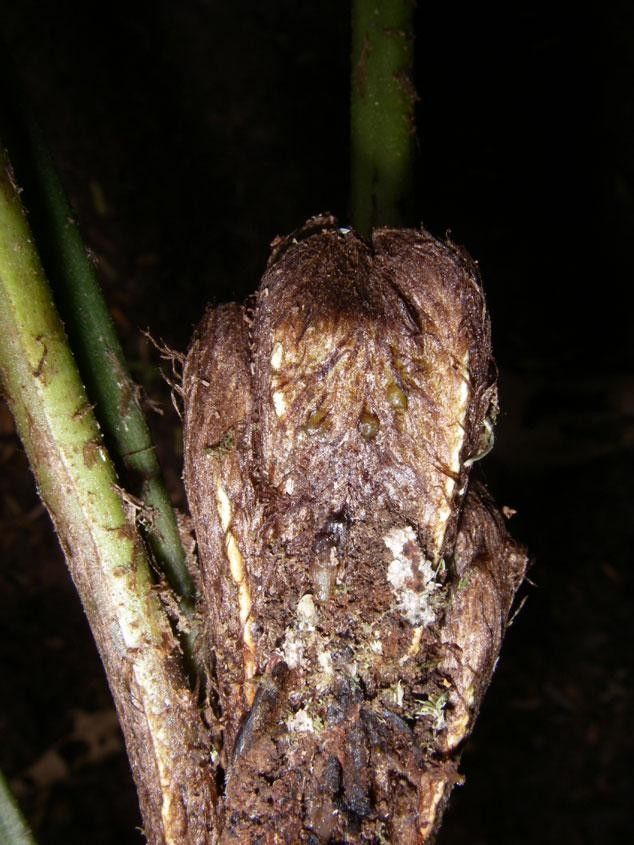Mickelia nicotianifolia bark
