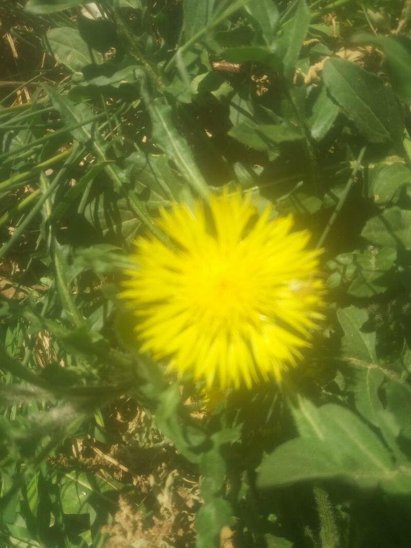 Centaurea involucrata flower