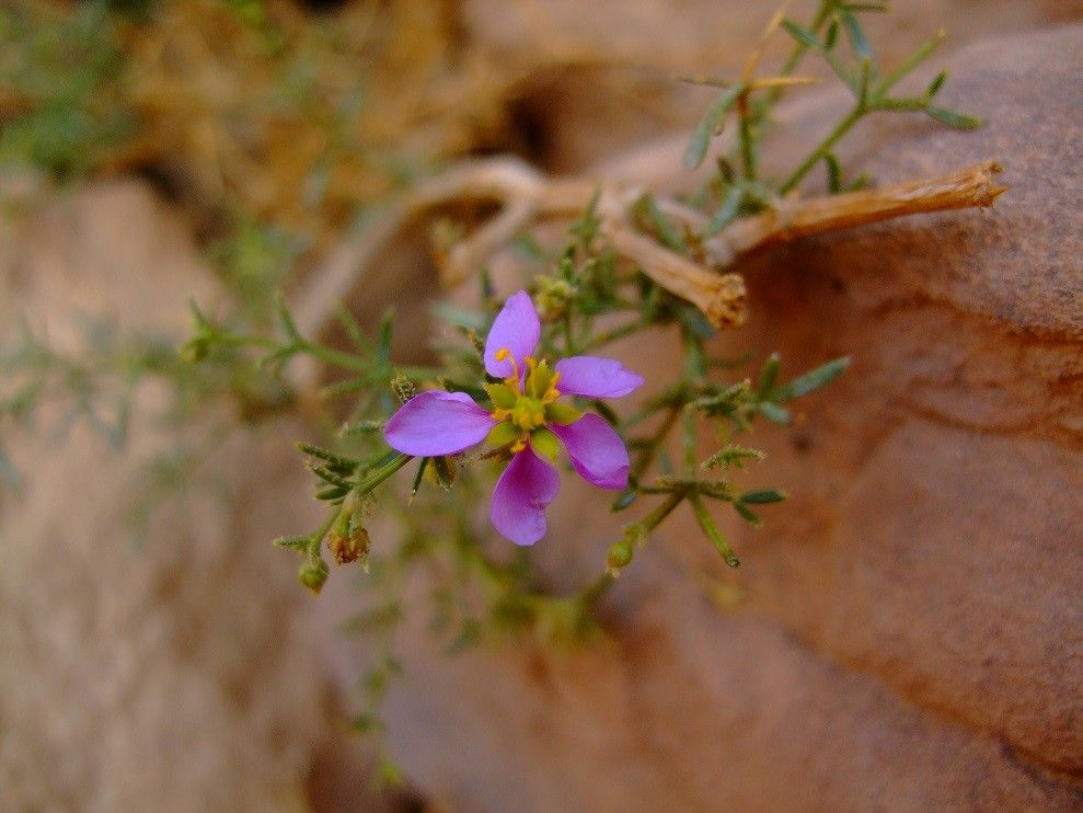 Fagonia longispina — houseplant care guide