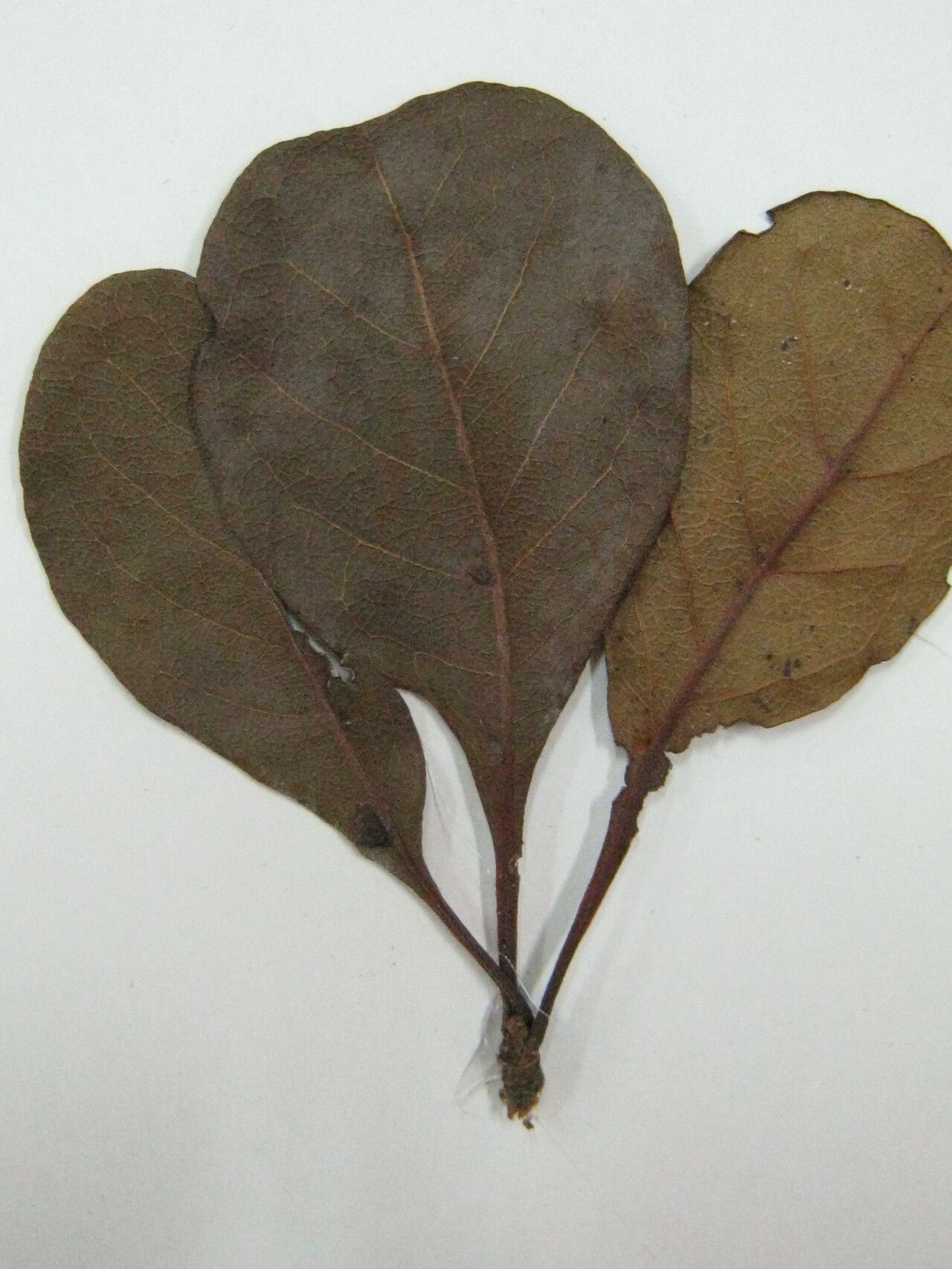 Terminalia viridiflora — houseplant care guide