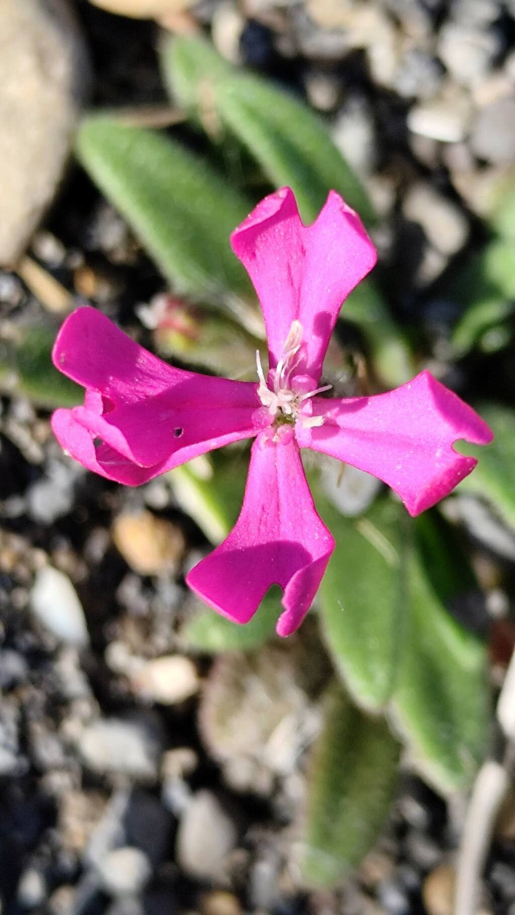 Silene cambessedesii flower