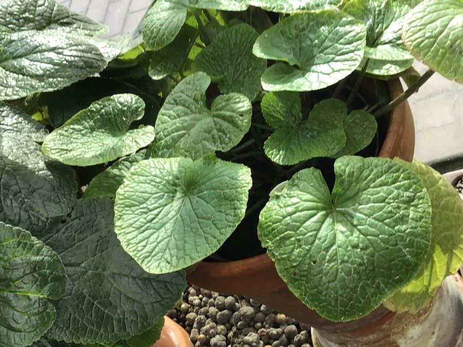 Eutrema japonicum — search result for 'Brassicaceae'