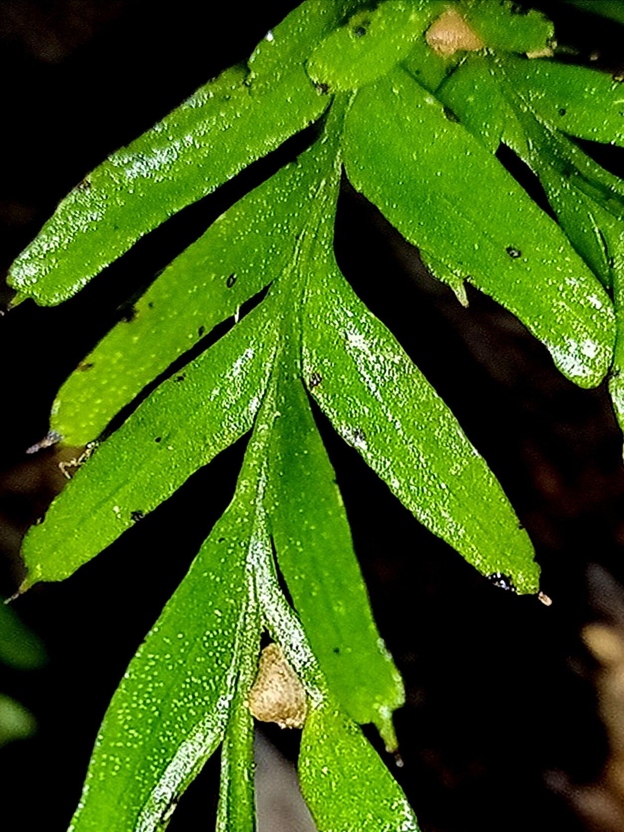 Tmesipteris horomaka — related species from the same genus