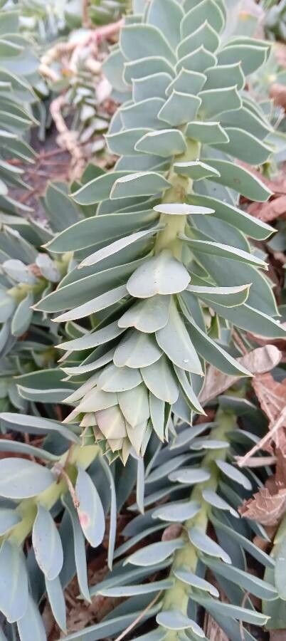 Euphorbia myrsinites