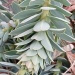 Euphorbia myrsinites