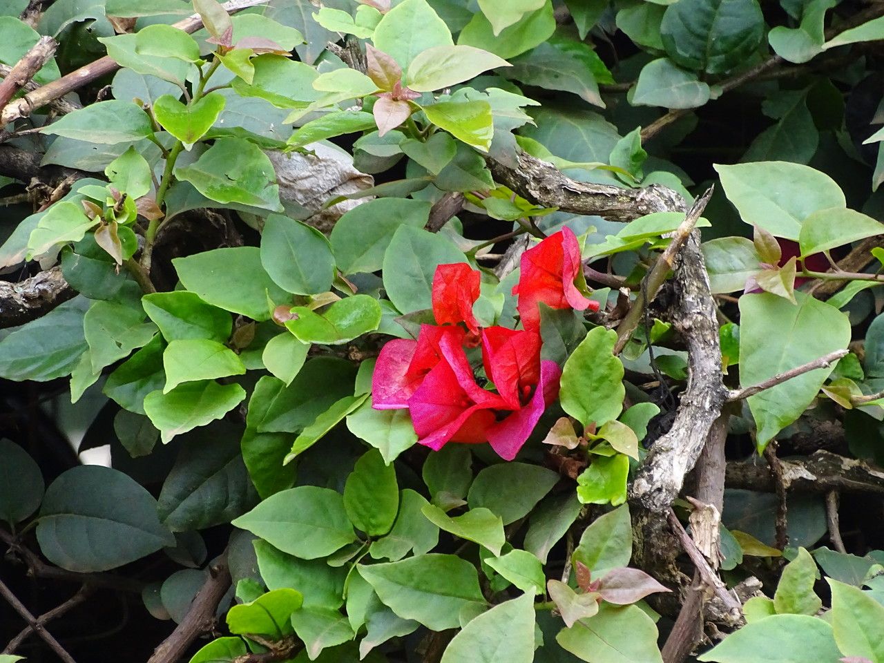 Bougainvillea buttiana flower
