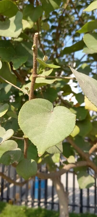 Dombeya ficulnea — search result for 'Dombeya'