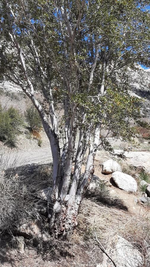 Cercocarpus ledifolius bark