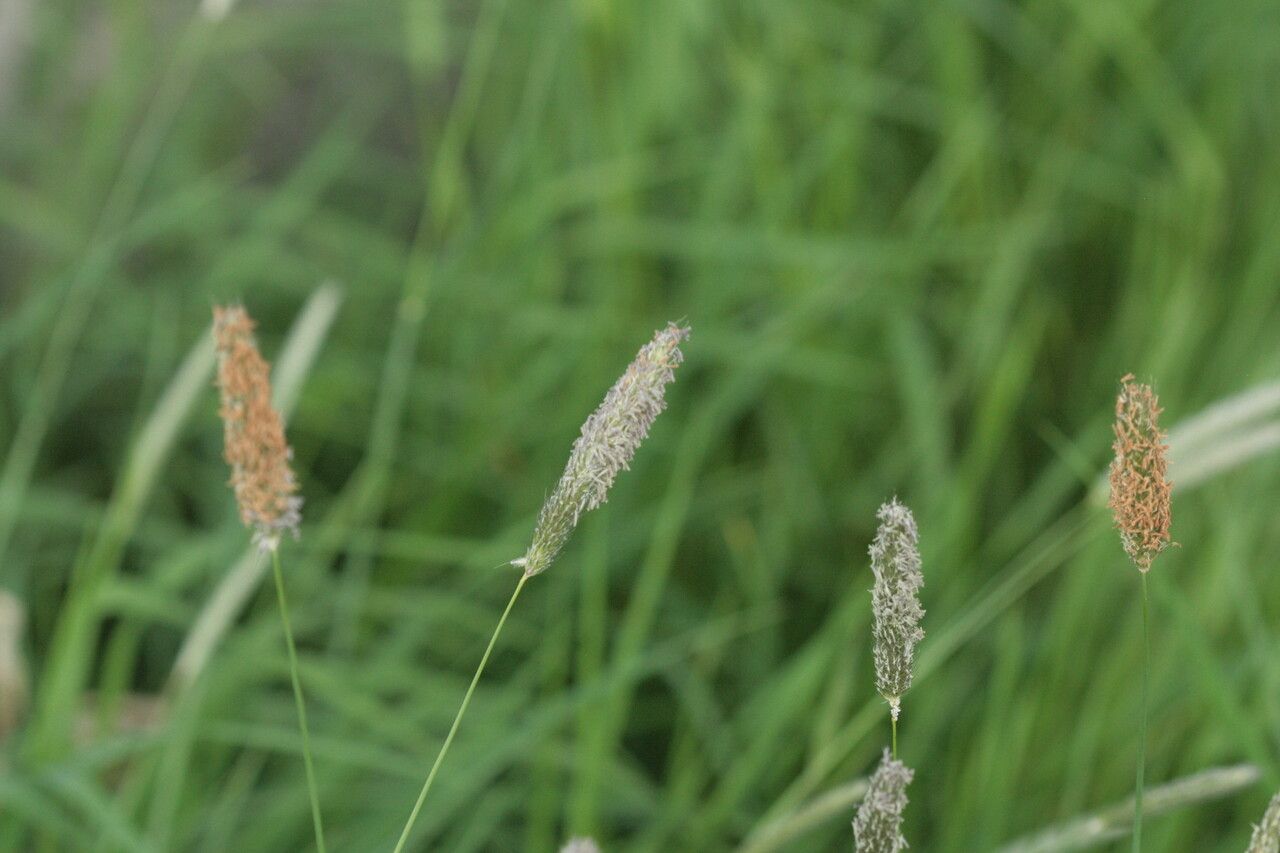 Alopecurus arundinaceus flower