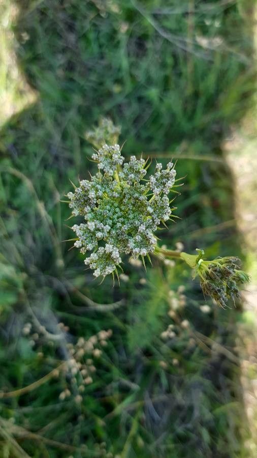 Peucedanum palustre flower