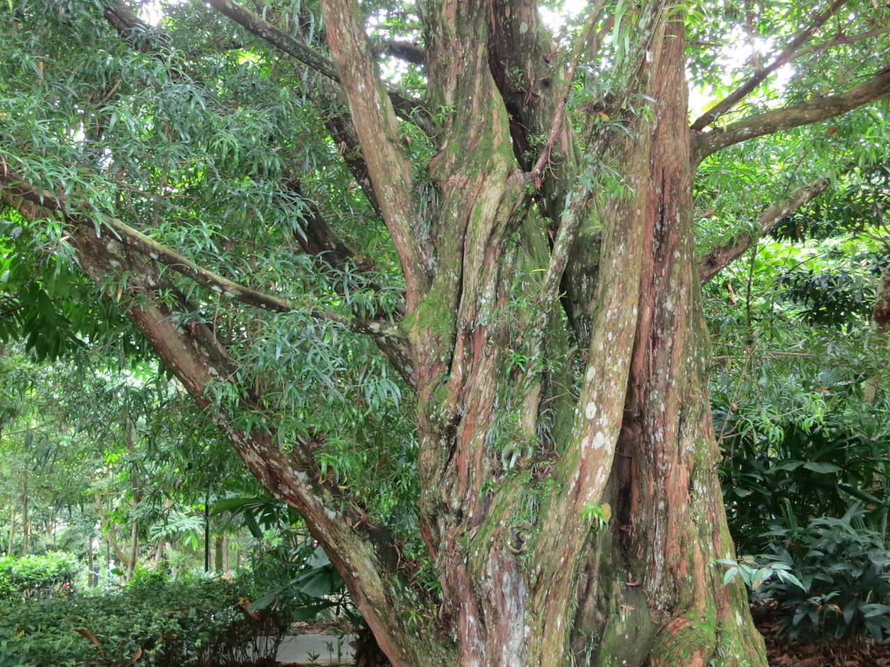 Podocarpus rumphii bark