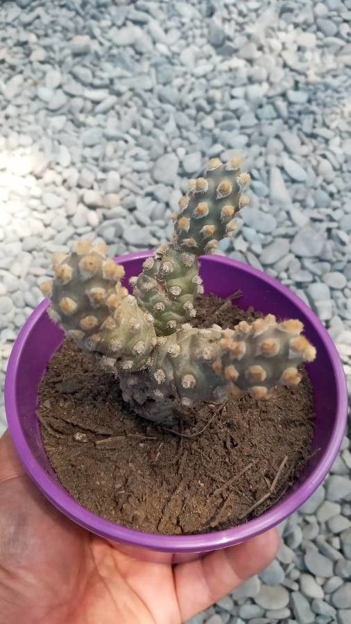 Tephrocactus molinensis bark