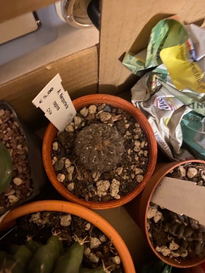 Eriosyce napina leaf