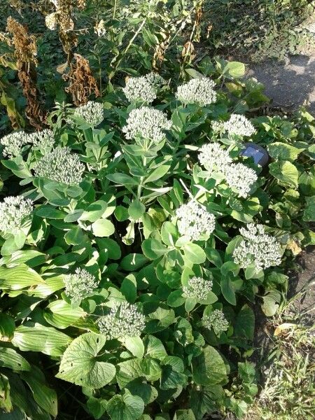 Sedum glaucophyllum habit