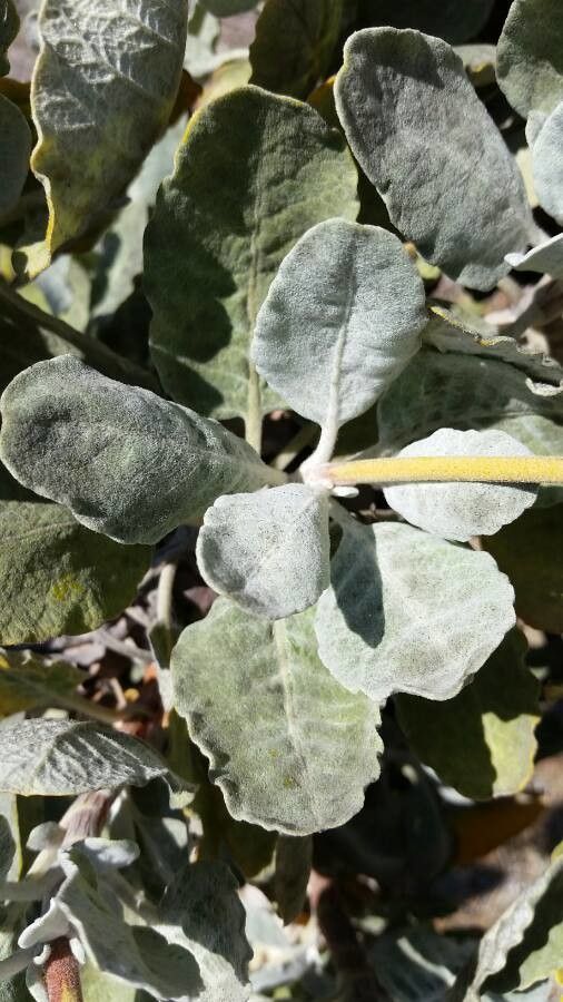 Eriogonum latifolium — clay tolerant houseplant