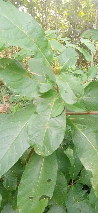 Terminalia ivorensis leaf