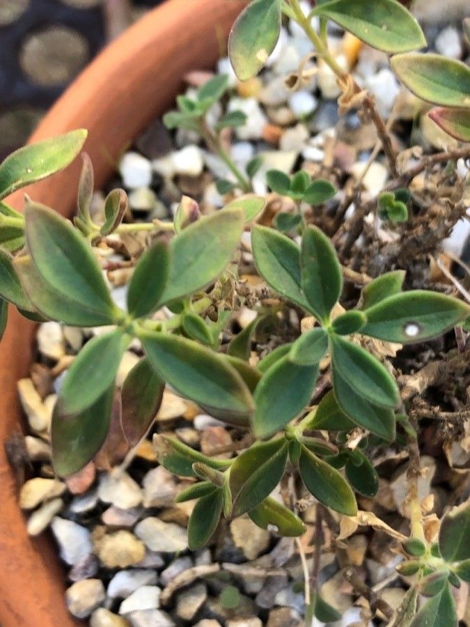 Antirrhinum sempervirens leaf