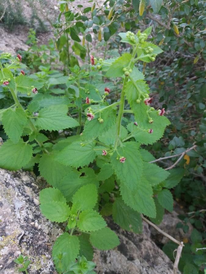Scrophularia arguta flower