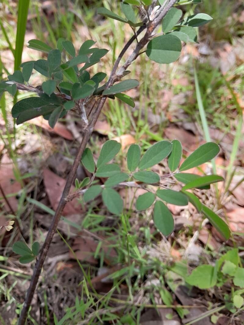 Argyrolobium catatii — related species from the same genus