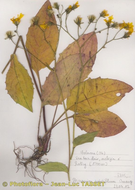 Hieracium pedatifolium — houseplant care guide