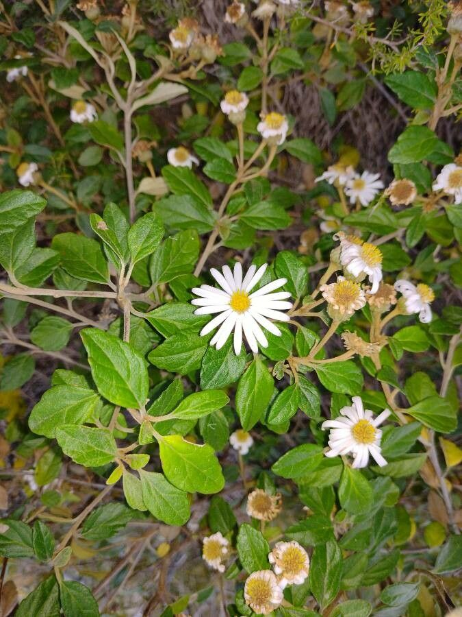 Olearia tomentosa flower