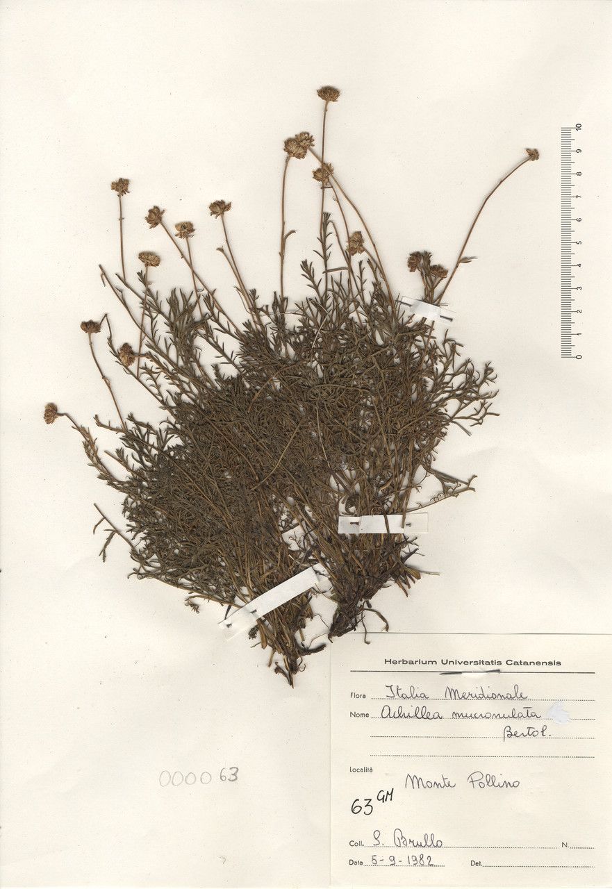 Achillea mucronulata — search result for 'Achillea'