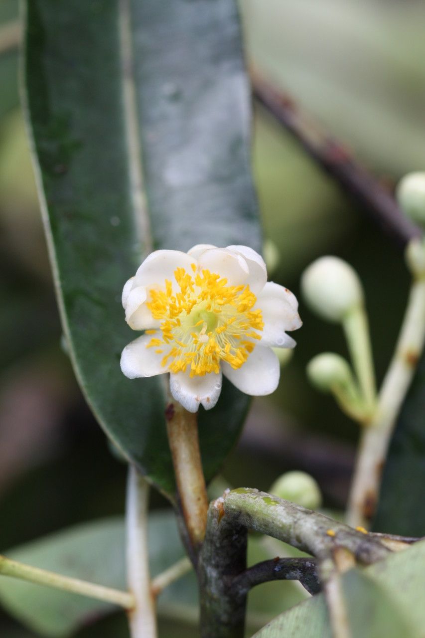 Calophyllum caledonicum flower