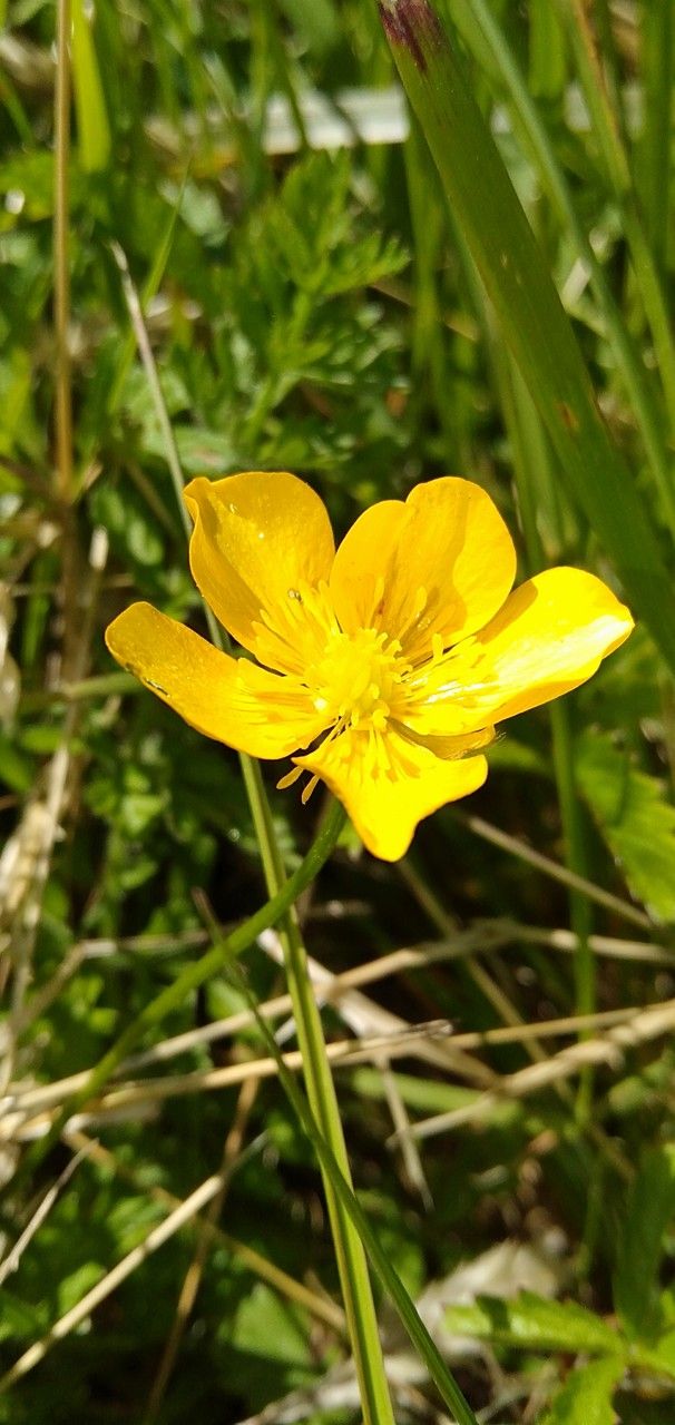 Ranunculus breyninus flower