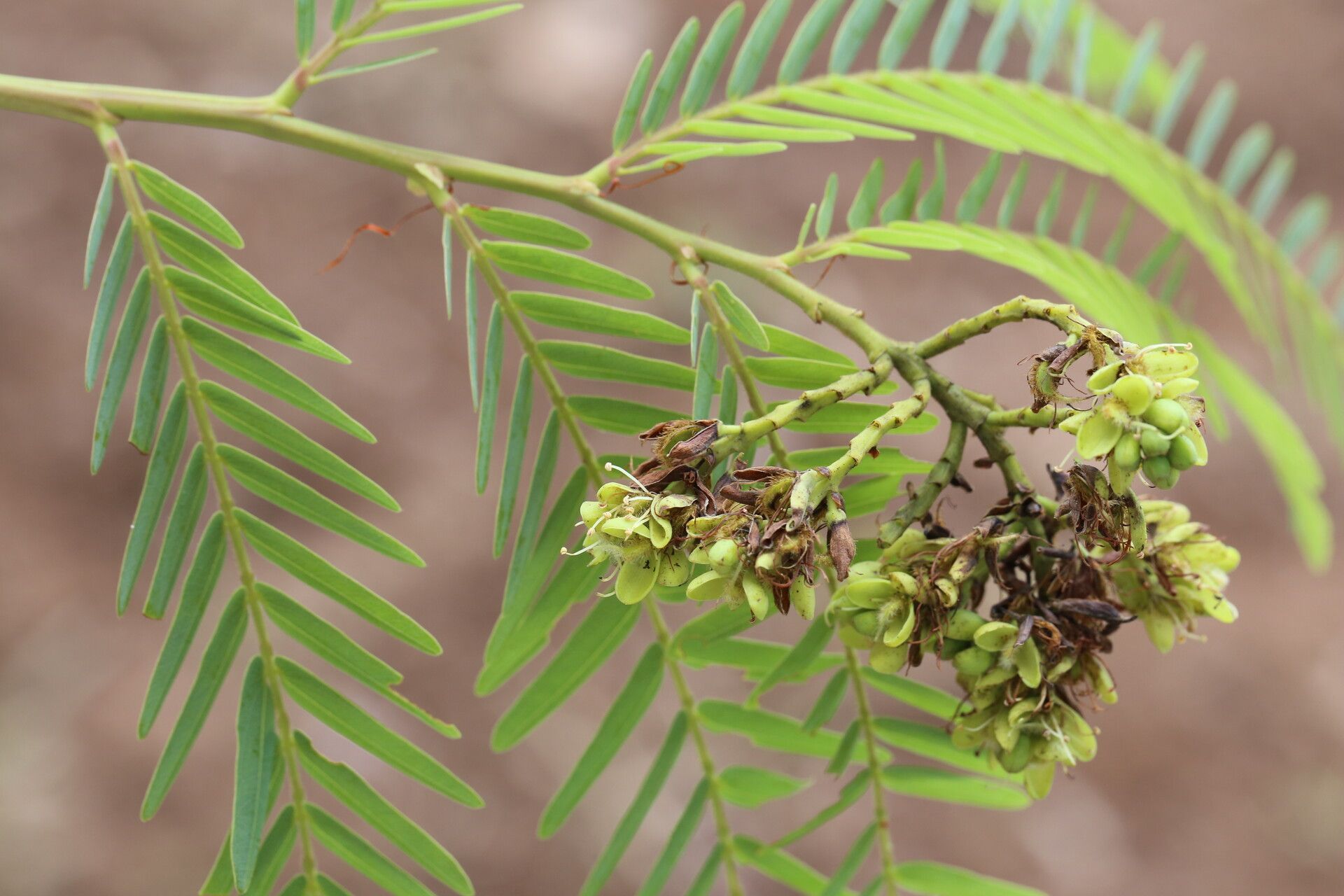 Brachystegia tamarindoides flower