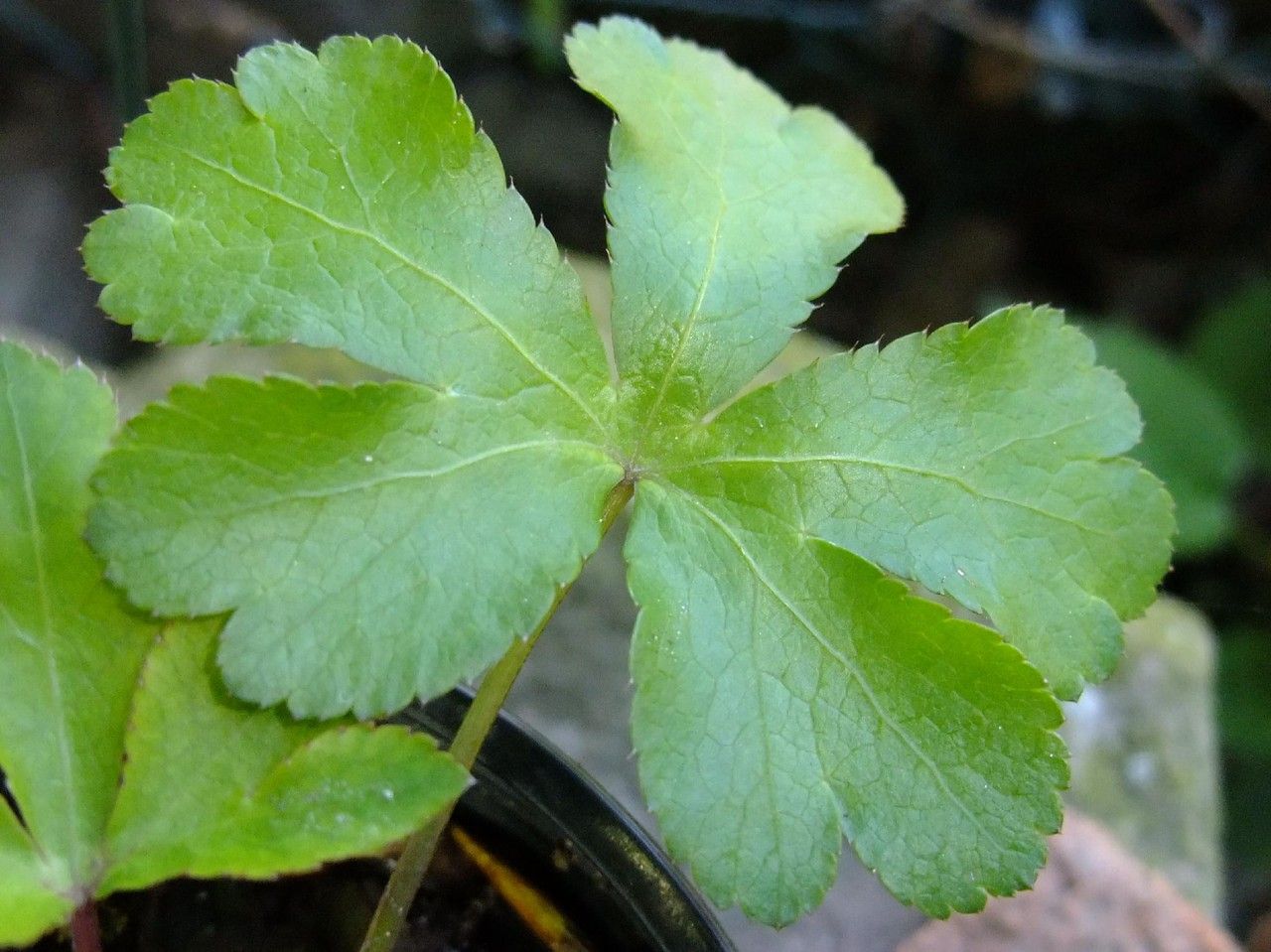 Sanicula elata leaf