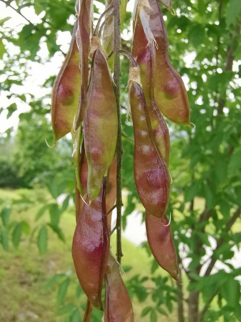 Laburnum alpinum fruit