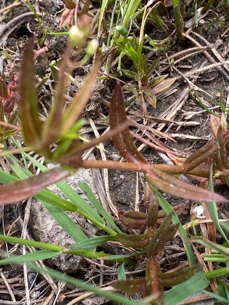 Veronica scutellata leaf