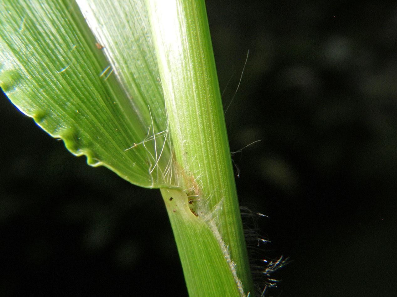 Paspalum decumbens bark