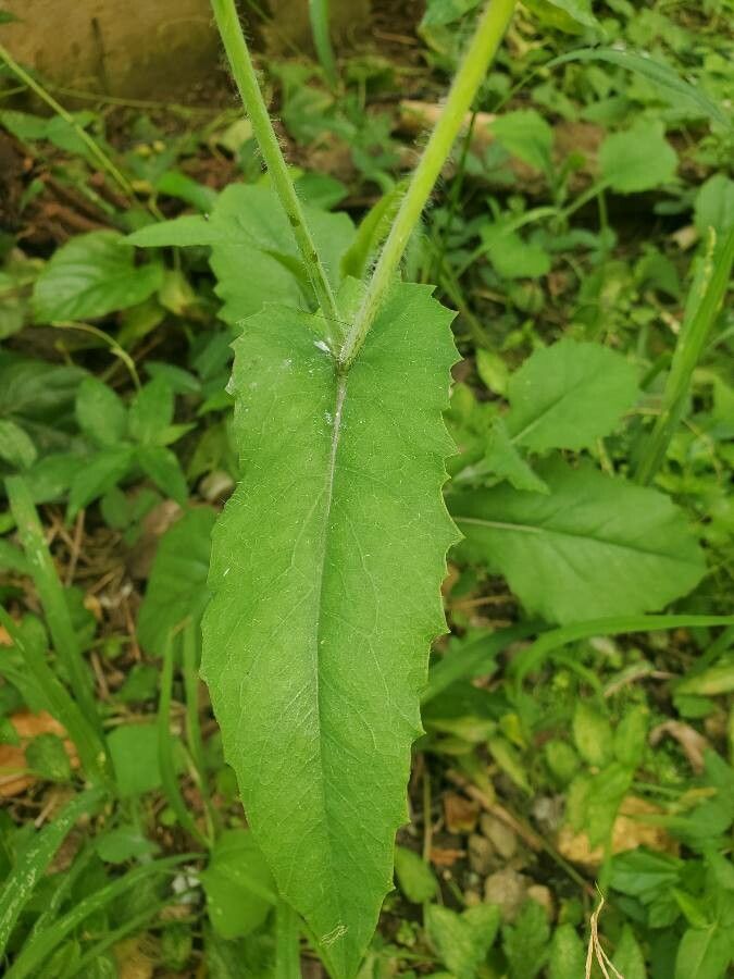 Emilia fosbergii leaf